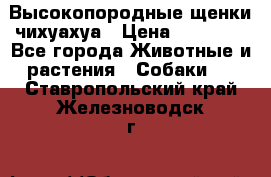 Высокопородные щенки чихуахуа › Цена ­ 25 000 - Все города Животные и растения » Собаки   . Ставропольский край,Железноводск г.